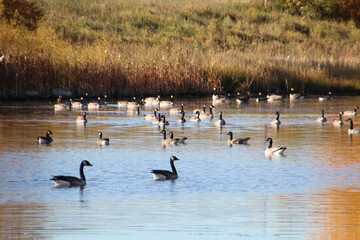 Flock Of Geese, Pylypow Wetlands, Edmonton, Alberta