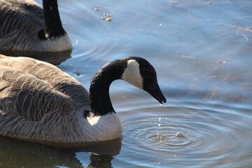 Goose Drinking, Pylypow Wetlands, Edmonton, Alberta