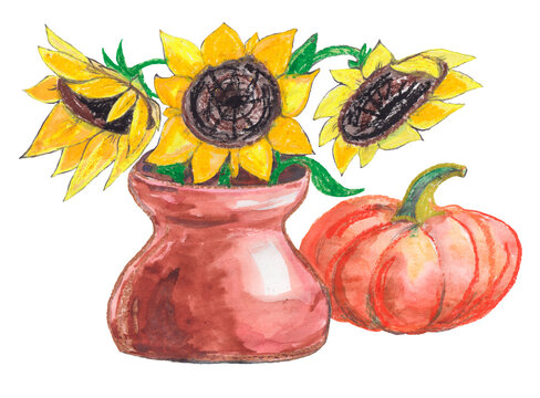 Yellow sunflowers in a clay jug and pumpkin are painted with oil pastels and watercolors in a rustic style. Autumn illustration, still life for children's creativity, isolated plant on a white
