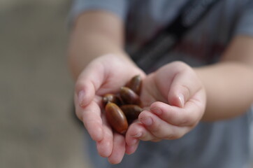 手のひらの上のどんぐり