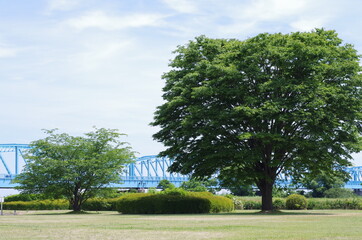 大きな木と橋