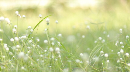 grass with dew drops