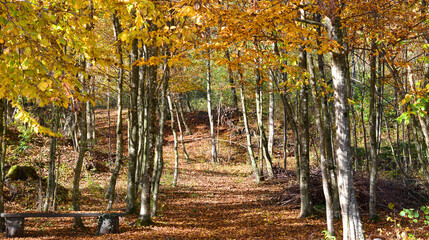 a small path in the autumn forest