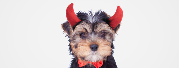sweet yorkshire terrier dog wearing a red bowtie