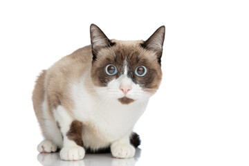 adorable small metis kitty with blue eyes sitting in studio