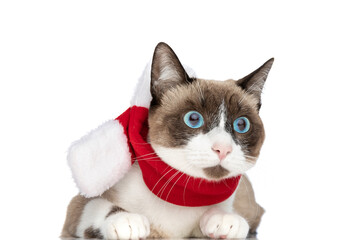 little kitty with blue eyes wearing red christmas scarf and looking to side