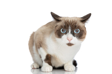 sweet little metis cat sitting on white background