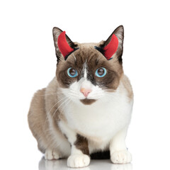 cute little metis kitty wearing devil horns on white background