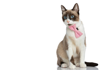 adorable metis kitty with blue eyes wearing pink bowtie