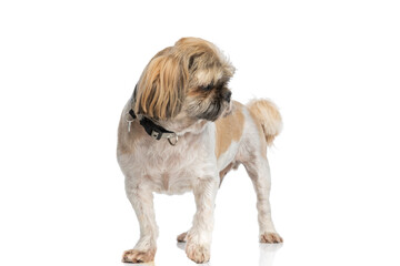 cute small shih tzu doggy with collar curiously looking to side