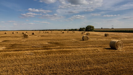 Stacks of straw - bales of hay, rolled into stacks left after harvesting of wheat ears, agricultural farm field with gathered rural.