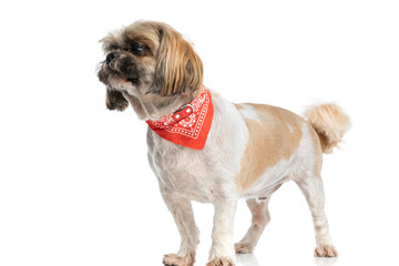 Naklejka na ściany i meble side view of cute little shih tzu dog wearing bandana and looking to side