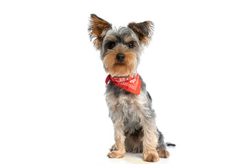 adorable yorkshire terrier puppy wearing red bandana around neck