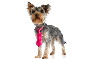 eager little yorkshire terrier puppy wearing pink tie and looking up