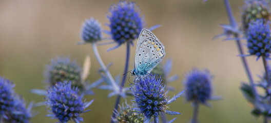 Spiky flower. Blue thistle flowers, Eryngium planum, blue eryngo. Flowering purple wild thistles....