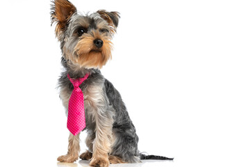 lovely little yorkshire terrier puppy wearing pink tie and looking up