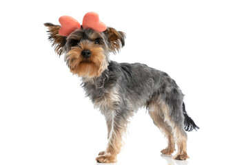 adorable yorkshire terrier puppy wearing bowtie headband