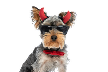 elegant yorkshire terrier puppy wearing bowtie, devil horns and sunglasses