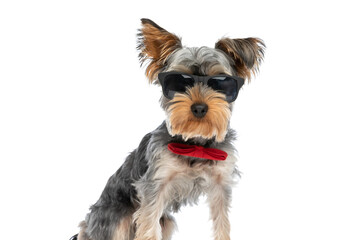 cool yorkshire terrier dog wearing red bowtie and sunglasses