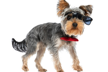 beautiful little yorkshire terrier doggy wearing sunglasses and bowtie