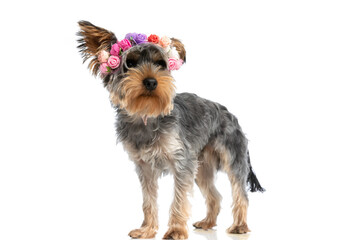 sweet little yorkshire terrier puppy looking to side and wearing flowers headband
