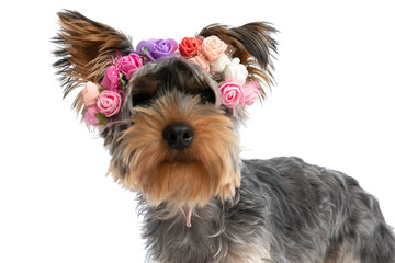 cute yorkshire terrier puppy wearing flowers headband and looking up