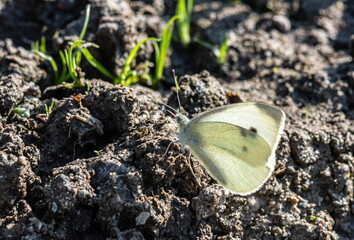 In hot summer day group of butterflies spends time by the river. cabbage butterfly, Pieris brassicae