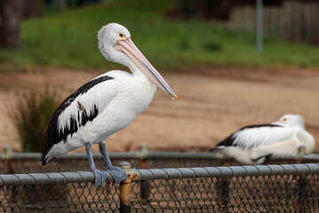 Australian Pelican, Lake Burly Griffin, ACT, October 2021