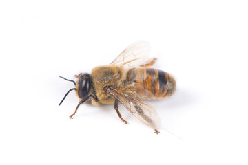 bee or honeybee isolated on white background