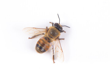 bee or honeybee isolated on white background