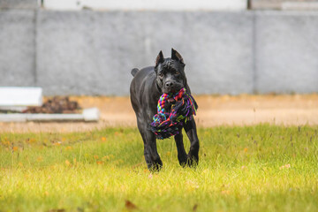 Cane corso italiano (Safira Omela Black) Golden autumn