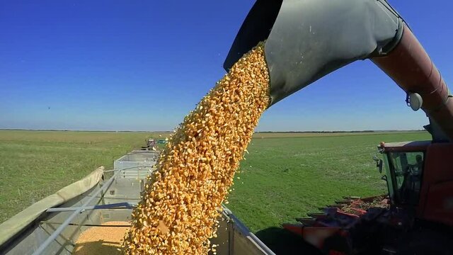 Combine Harvester Unloading Corn Into a Grain Hopper in Slow Motion - Harvest Time