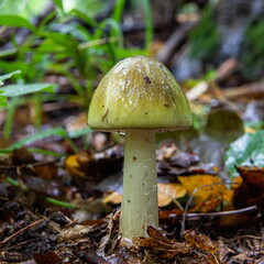 Poisonous mushroom pale toadstool in the grass, close-up shot on a clear sunny day. Can be used as a background or wallpaper