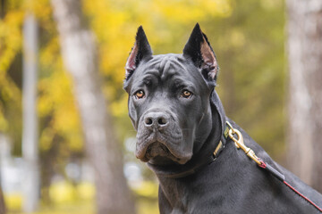 Cane corso italiano (Safira Omela Black) Golden autumn