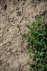 Cracked Earth and green grass. Dried Ground Texture