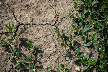 Cracked Earth and green grass. Dried Ground Texture
