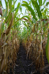 autumn corn field. Plants grow in rows. Corn harvest