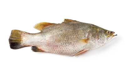  Snapper isolated on white background