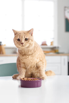 Naklejki Cute cat and bowl with food on kitchen table