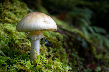 Single white Mushroom