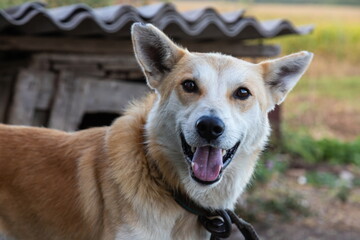 Red dog on the street. Mixed breed dog on a farm in the village