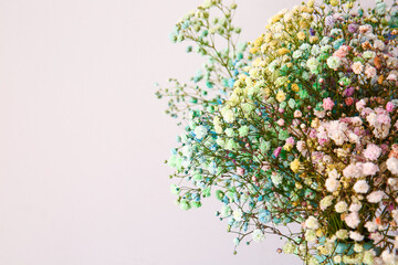 Beautiful gypsophila flowers on grey background, closeup