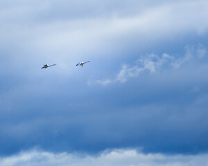 Swans flying in the blue sky