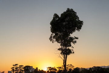 １本の背の高い木とオレンジ色の夕日