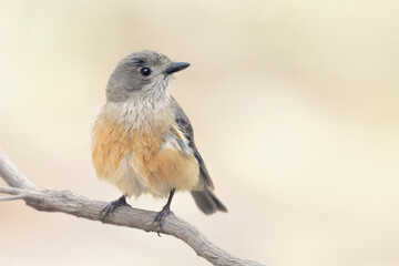 Obraz premium Grey shrikethrush (Colluricincla harmonica) perched on a branch