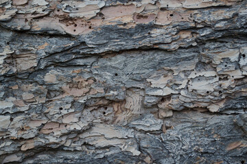tree bark in the autumn sunny forest close-up