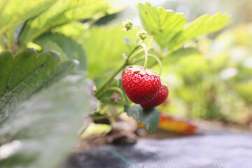Ripe red juicy strawberries on bush closeup