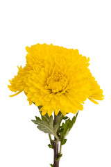 yellow chrysanthemum isolated