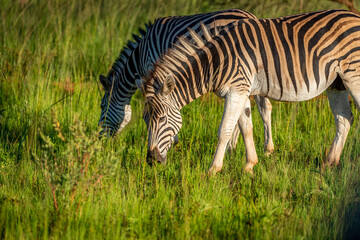 Zebra grazing during sunset