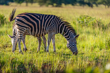 Zebra mother and baby grazing during sunset 